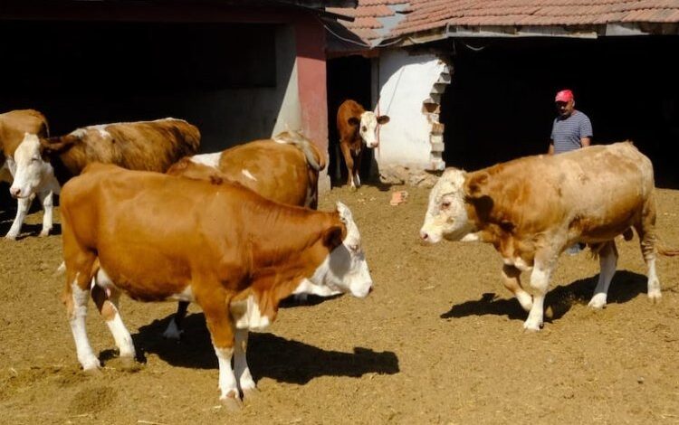 Üreticiye damızlık boğa desteği Üreticiye damızlık boğa desteği