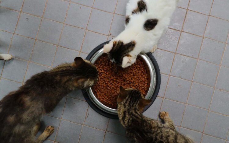 ‘Can Dostlara’ Türkiye’nin en modern tesisi