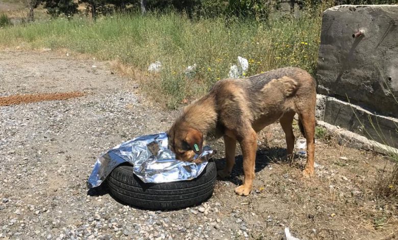 Bursa’da sahipsiz hayvanlar da bayram etti
