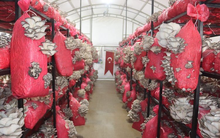 İzmit yılın ilk hasadını gerçekleştirdi