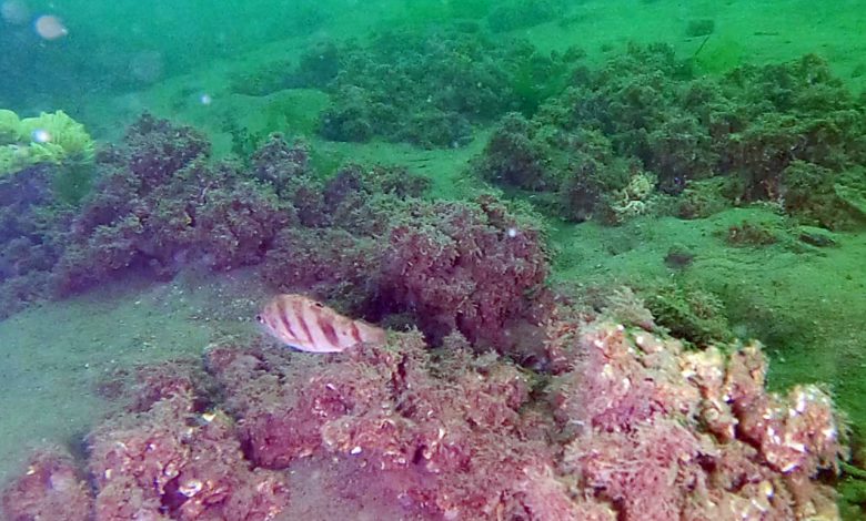 İzmit Körfezi’nde müsilajın etkisi azaldı İzmit Körfezi’nde müsilajın etkisi azaldı