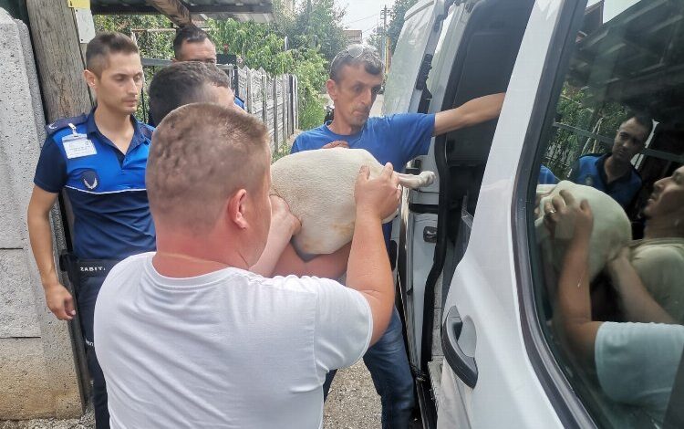 Düzce’de yasaklı ırk köpek yetiştirenlere operasyon